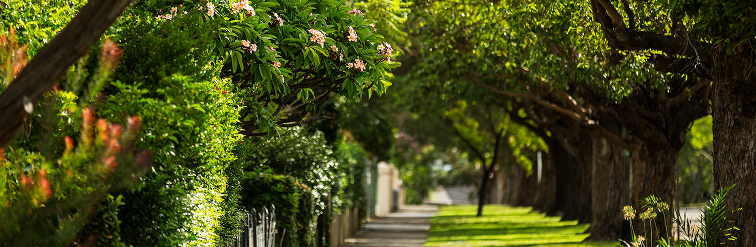 Welcome to Strathfield Council - Streetscape